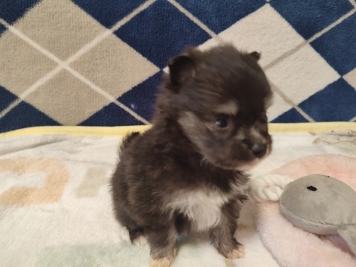 ポメラニアンの子犬(ID:1275211085)の5枚目の写真/更新日:2026-02-20