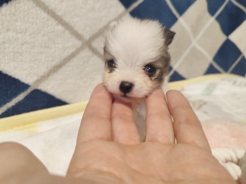 ポメラニアンの子犬(ID:1275211086)の1枚目の写真/更新日:2026-02-20