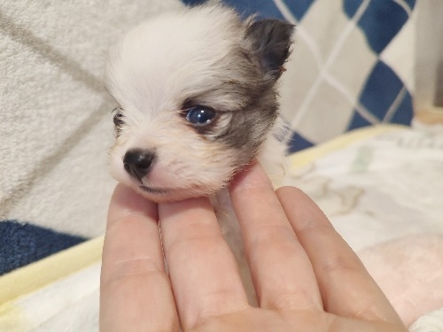 ポメラニアンの子犬(ID:1275211086)の2枚目の写真/更新日:2026-02-20