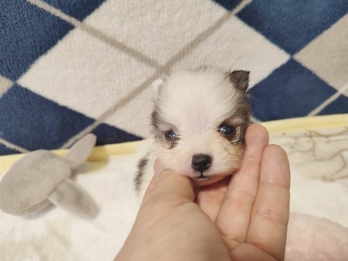 ポメラニアンの子犬(ID:1275211086)の3枚目の写真/更新日:2026-02-20