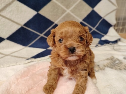 �~�b�N�X�̎q���iID:1275211087�j��1���ڂ̎ʐ^/�X�V��:2026-03-08