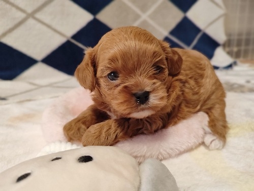 �~�b�N�X�̎q���iID:1275211087�j��2���ڂ̎ʐ^/�X�V��:2026-03-08