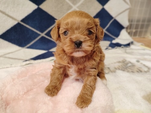 �~�b�N�X�̎q���iID:1275211087�j��3���ڂ̎ʐ^/�X�V��:2026-03-08