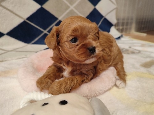 �~�b�N�X�̎q���iID:1275211087�j��4���ڂ̎ʐ^/�X�V��:2026-03-08