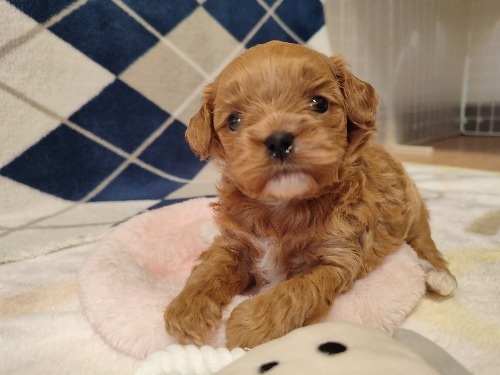 �~�b�N�X�̎q���iID:1275211087�j��6���ڂ̎ʐ^/�X�V��:2026-03-08