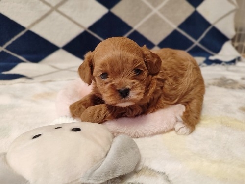 �~�b�N�X�̎q���iID:1275211087�j��7���ڂ̎ʐ^/�X�V��:2026-03-08