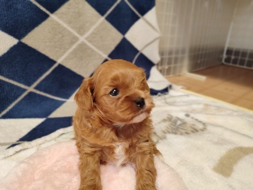 �~�b�N�X�̎q���iID:1275211087�j��8���ڂ̎ʐ^/�X�V��:2026-03-08