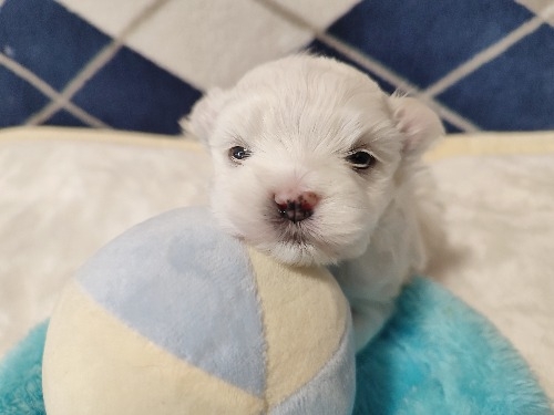 �}���`�[�Y�̎q���iID:1275211088�j��1���ڂ̎ʐ^/�X�V��:2026-03-11