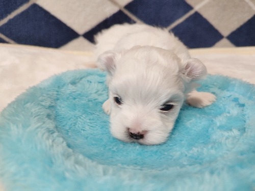 �}���`�[�Y�̎q���iID:1275211088�j��4���ڂ̎ʐ^/�X�V��:2026-03-11