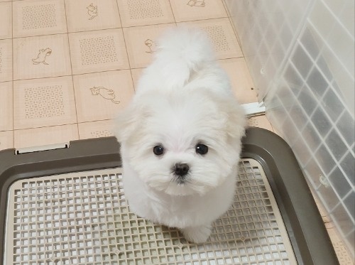 �}���`�[�Y�̎q���iID:1275211088�j��5���ڂ̎ʐ^/�X�V��:2026-03-11