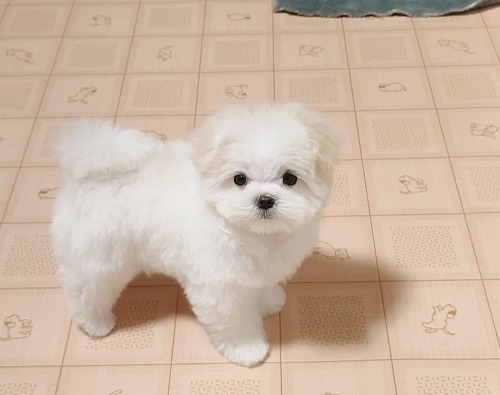 �}���`�[�Y�̎q���iID:1275211088�j��6���ڂ̎ʐ^/�X�V��:2026-03-11