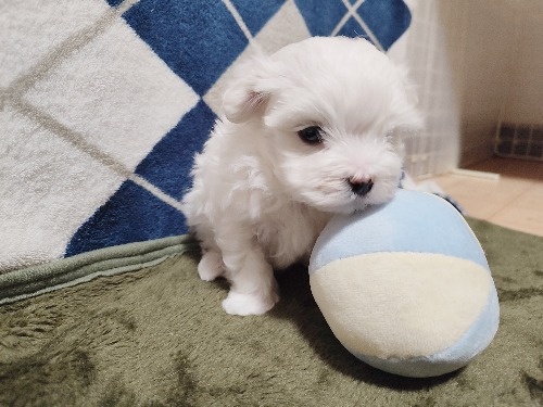 �}���`�[�Y�̎q���iID:1275211088�j��7���ڂ̎ʐ^/�X�V��:2026-03-23