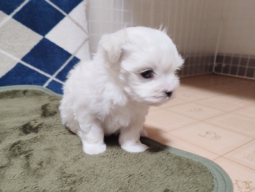 �}���`�[�Y�̎q���iID:1275211088�j��8���ڂ̎ʐ^/�X�V��:2026-03-23