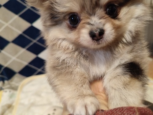 ミックスの子犬(ID:1275211089)の1枚目の写真/更新日:2026-03-16