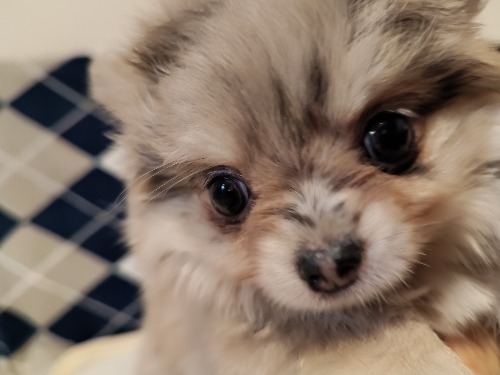 ミックスの子犬(ID:1275211089)の2枚目の写真/更新日:2026-03-16