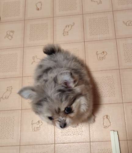 ミックスの子犬(ID:1275211089)の3枚目の写真/更新日:2026-03-16