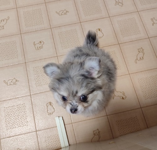 ミックスの子犬(ID:1275211089)の4枚目の写真/更新日:2026-03-16