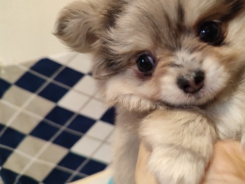 ミックスの子犬(ID:1275211089)の5枚目の写真/更新日:2026-03-16