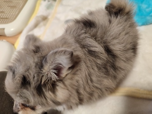 ミックスの子犬(ID:1275211089)の6枚目の写真/更新日:2026-03-16