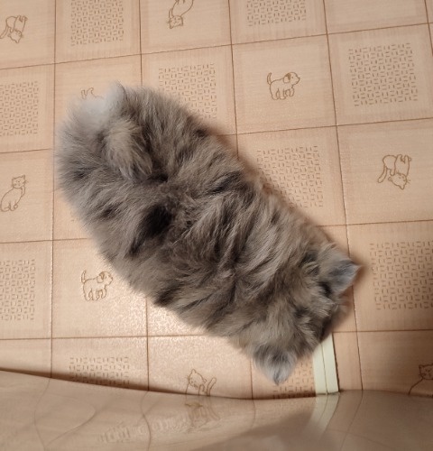 ミックスの子犬(ID:1275211089)の7枚目の写真/更新日:2026-03-16