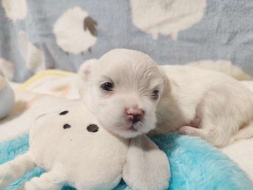 �}���`�[�Y�̎q���iID:1275211090�j��1���ڂ̎ʐ^/�X�V��:2026-04-15