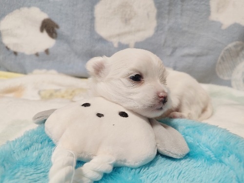 �}���`�[�Y�̎q���iID:1275211090�j��2���ڂ̎ʐ^/�X�V��:2026-04-15