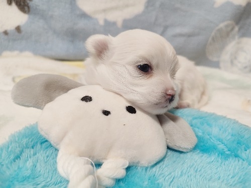 �}���`�[�Y�̎q���iID:1275211090�j��3���ڂ̎ʐ^/�X�V��:2026-04-15