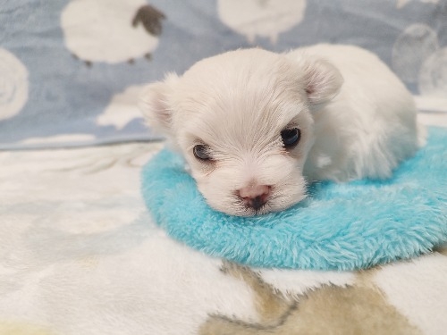 �}���`�[�Y�̎q���iID:1275211090�j��4���ڂ̎ʐ^/�X�V��:2026-04-20