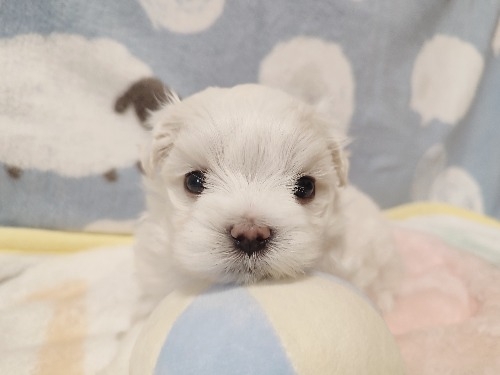 �}���`�[�Y�̎q���iID:1275211091�j��1���ڂ̎ʐ^/�X�V��:2026-04-15