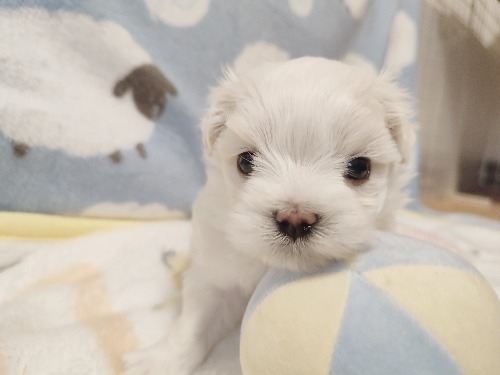 �}���`�[�Y�̎q���iID:1275211091�j��2���ڂ̎ʐ^/�X�V��:2026-04-15