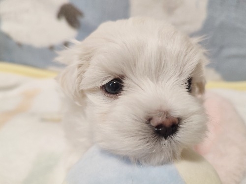 �}���`�[�Y�̎q���iID:1275211091�j��3���ڂ̎ʐ^/�X�V��:2026-04-15