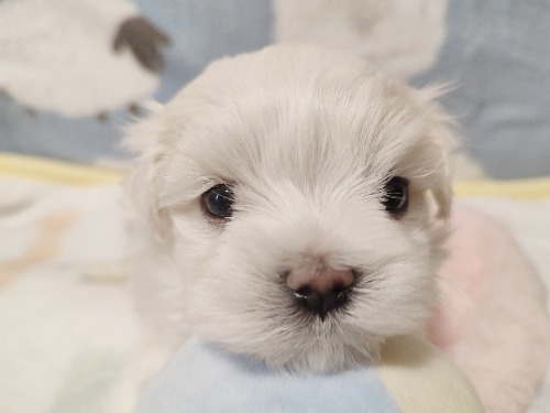 �}���`�[�Y�̎q���iID:1275211091�j��4���ڂ̎ʐ^/�X�V��:2026-04-15