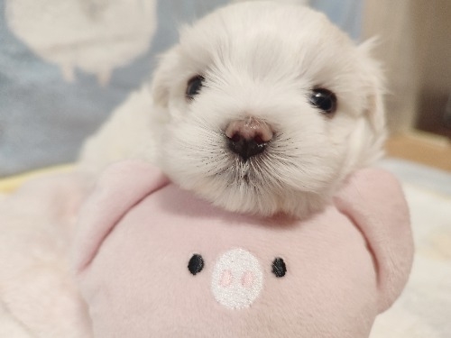 �}���`�[�Y�̎q���iID:1275211091�j��5���ڂ̎ʐ^/�X�V��:2026-04-15