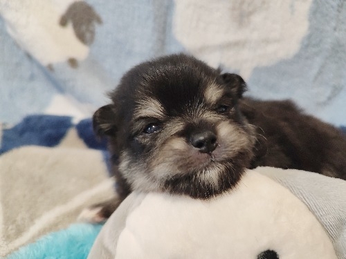 �|�����j�A���̎q���iID:1275211092�j��1���ڂ̎ʐ^/�X�V��:2026-04-26