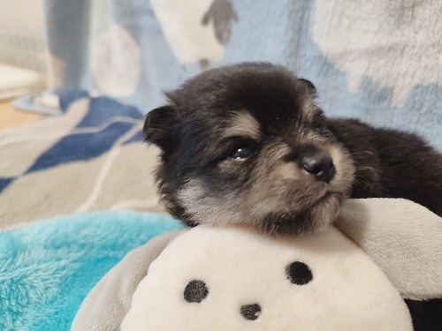 �|�����j�A���̎q���iID:1275211092�j��2���ڂ̎ʐ^/�X�V��:2026-04-26