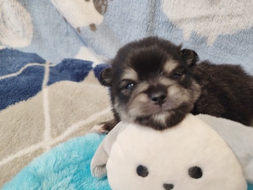 �|�����j�A���̎q���iID:1275211092�j��3���ڂ̎ʐ^/�X�V��:2026-04-26