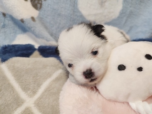 �|�����j�A���̎q���iID:1275211093�j��1���ڂ̎ʐ^/�X�V��:2026-04-26