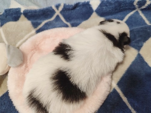 �|�����j�A���̎q���iID:1275211093�j��2���ڂ̎ʐ^/�X�V��:2026-04-26