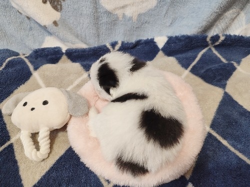 �|�����j�A���̎q���iID:1275211093�j��3���ڂ̎ʐ^/�X�V��:2026-04-26