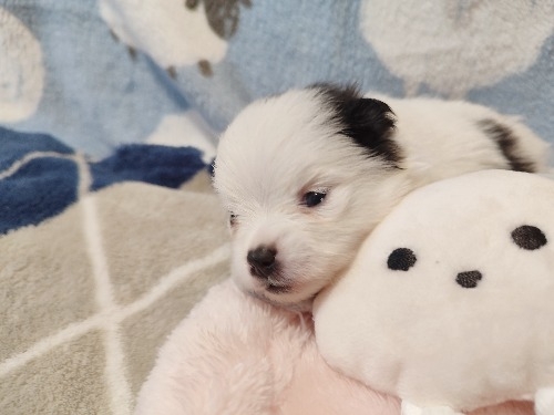 �|�����j�A���̎q���iID:1275211093�j��4���ڂ̎ʐ^/�X�V��:2026-04-26