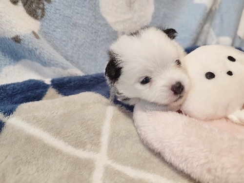 �|�����j�A���̎q���iID:1275211093�j��5���ڂ̎ʐ^/�X�V��:2026-04-26