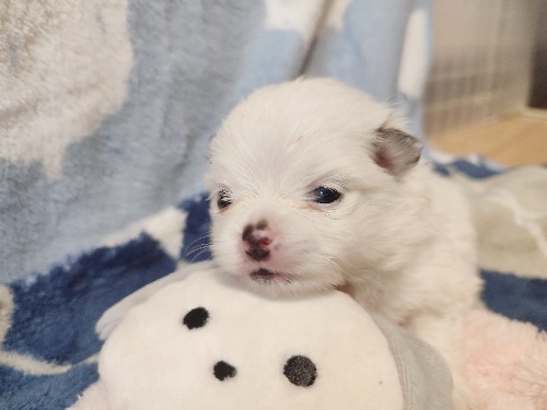 �|�����j�A���̎q���iID:1275211094�j��1���ڂ̎ʐ^/�X�V��:2026-04-27