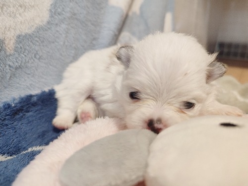 �|�����j�A���̎q���iID:1275211094�j��2���ڂ̎ʐ^/�X�V��:2026-04-27