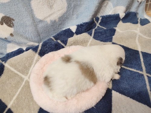 �|�����j�A���̎q���iID:1275211094�j��3���ڂ̎ʐ^/�X�V��:2026-04-27