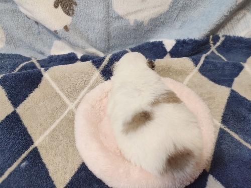 �|�����j�A���̎q���iID:1275211094�j��4���ڂ̎ʐ^/�X�V��:2026-04-27