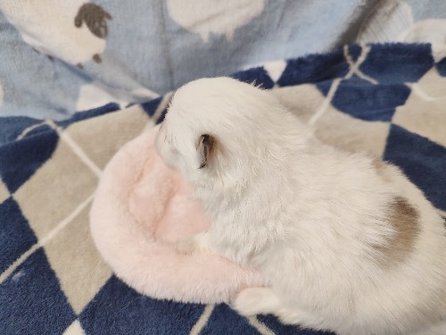 �|�����j�A���̎q���iID:1275211094�j��5���ڂ̎ʐ^/�X�V��:2026-04-27