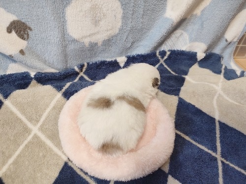 �|�����j�A���̎q���iID:1275211094�j��6���ڂ̎ʐ^/�X�V��:2026-04-27