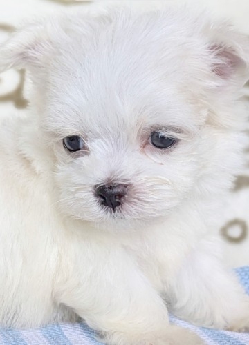 マルチーズの子犬(ID:1275211098)の2枚目の写真/更新日:2026-07-11