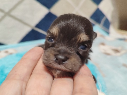 ミックスの子犬(ID:1275211103)の1枚目の写真/更新日:2026-09-30
