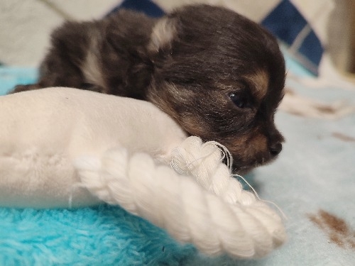 ミックスの子犬(ID:1275211103)の2枚目の写真/更新日:2026-09-30